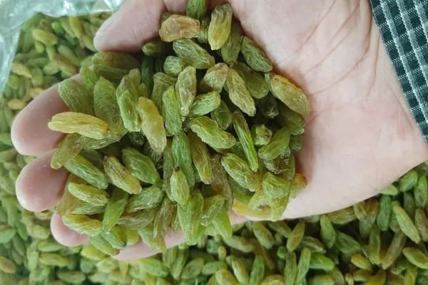 قیمت کشمش سبز تیزابی + مشخصات بسته بندی عمده و ارزان
