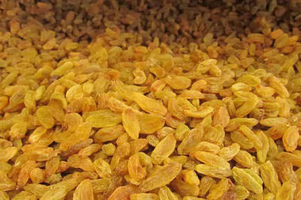 قیمت خرید کشمش تاکستان عمده + راهنمای استفاده